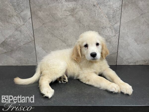 Golden Retriever-DOG-Female-Golden-27548-Petland Frisco & Mckinney, Texas