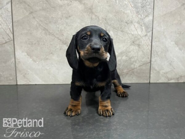 Dachshund DOG Female RED 27549 Petland Frisco, Texas