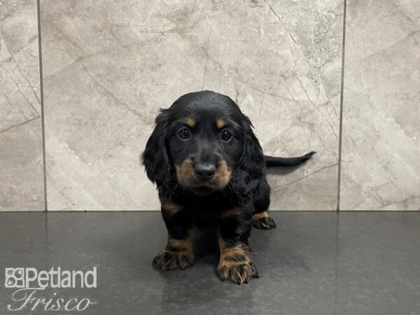 Dachshund DOG Male RED 27550 Petland Frisco, Texas