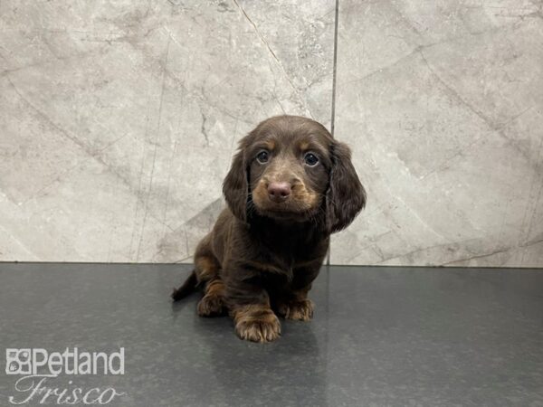 Dachshund-DOG-Male-BROWN TAN-27551-Petland Frisco & Mckinney, Texas