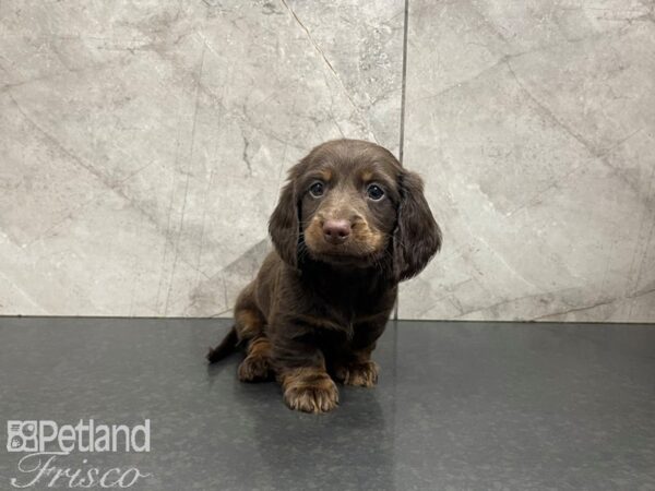 Dachshund DOG Male BROWN TAN 27551 Petland Frisco, Texas