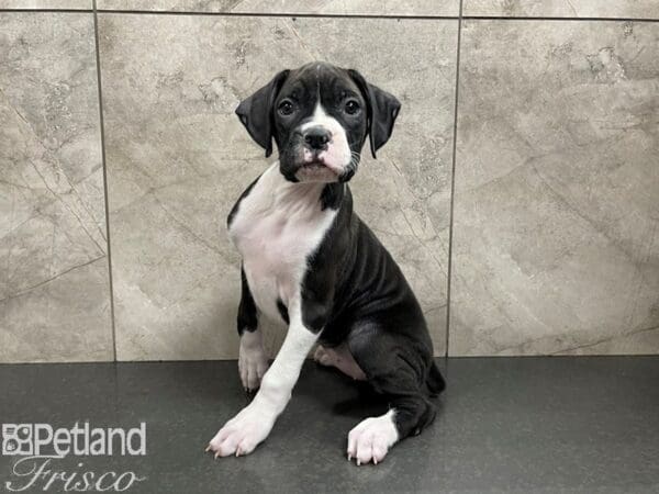 Boxer DOG Female Black w/ White 27552 Petland Frisco, Texas