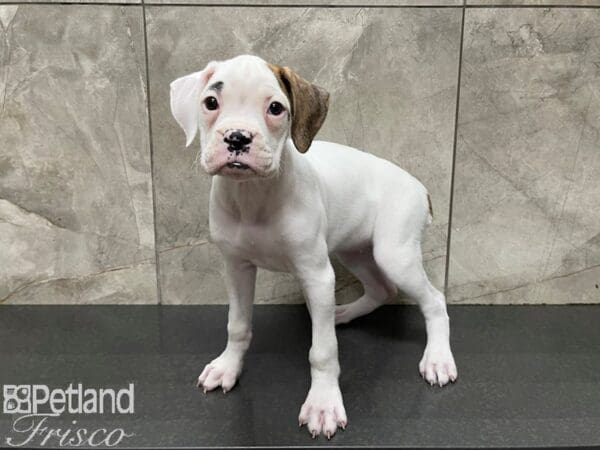 Boxer-DOG-Female-White w/ Tan-27553-Petland Frisco, Texas
