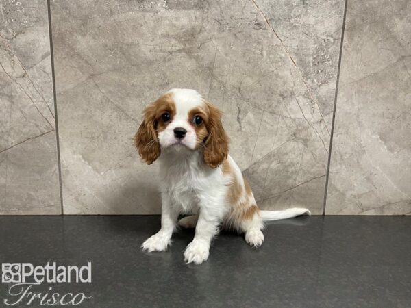 Cavalier King Charles Spaniel-DOG-Female-Blenheim-27558-Petland Frisco & Mckinney, Texas