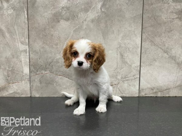 Cavalier King Charles Spaniel-DOG-Male-Blenheim-27559-Petland Frisco & Mckinney, Texas