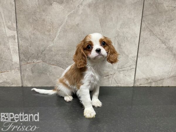 Cavalier King Charles Spaniel-DOG-Female-Blenheim-27560-Petland Frisco & Mckinney, Texas