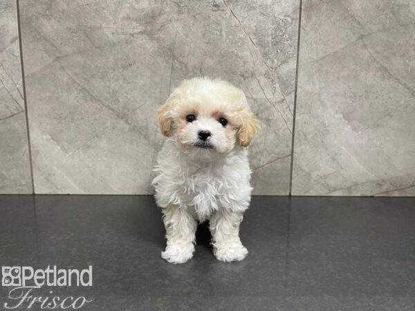 Bichonpoo DOG Male Cream 27562 Petland Frisco, Texas