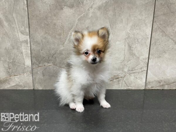 Pomeranian-DOG-Male-Sable & White Parti-27564-Petland Frisco & Mckinney, Texas