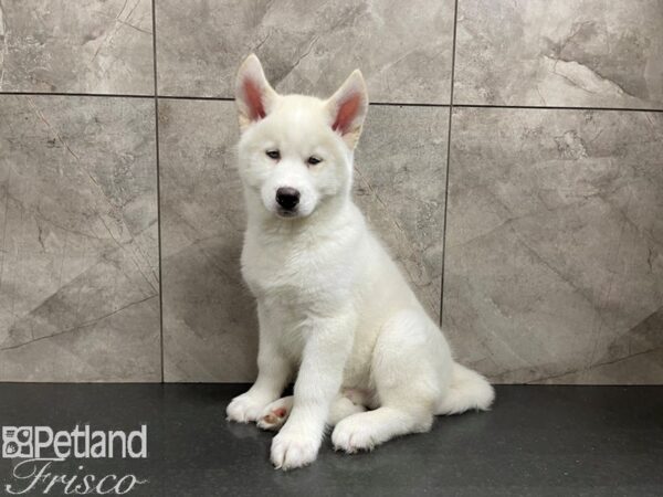 Siberian Husky-DOG-Male-White-27565-Petland Frisco & Mckinney, Texas