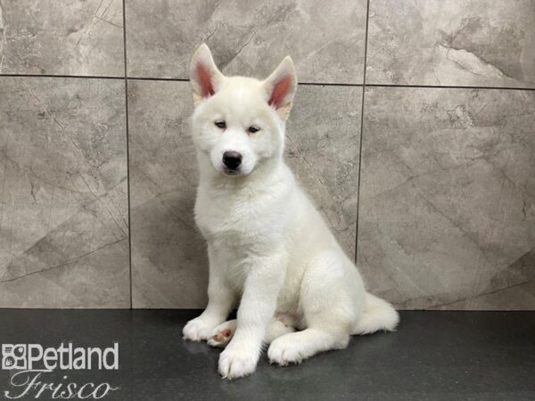 Siberian Husky-DOG-Male-White-27565-Petland Frisco, Texas