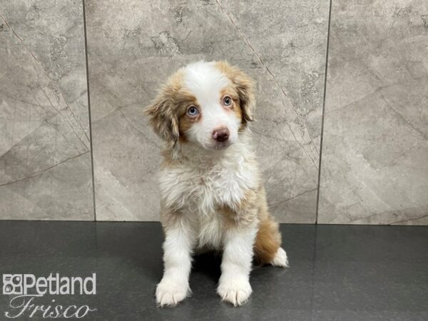 Miniature Australian Shepherd-DOG-Female-Red Merle-27567-Petland Frisco & Mckinney, Texas