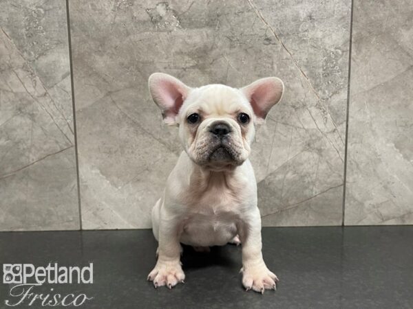 French Bulldog-DOG-Male-Cream-27571-Petland Frisco & Mckinney, Texas