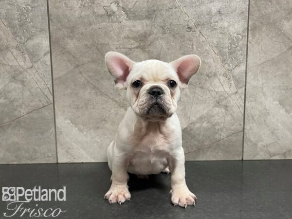 French Bulldog-DOG-Male-Cream-27571-Petland Frisco, Texas