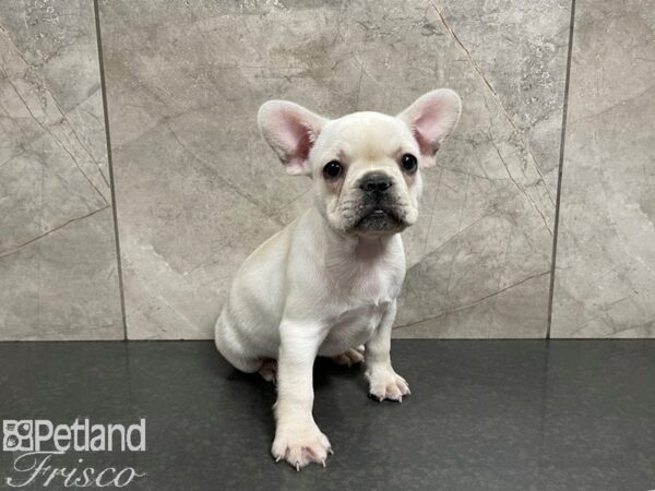 French Bulldog-DOG-Female-Cream-27572-Petland Frisco & Mckinney, Texas