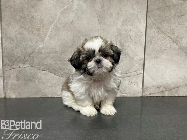 Shih Tzu-DOG-Male-Brown and White-27573-Petland Frisco & Mckinney, Texas