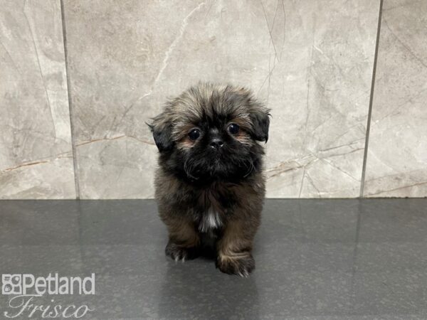 Shih Tzu-DOG-Male-Grizzle-27574-Petland Frisco & Mckinney, Texas
