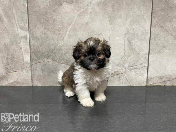 Shih Tzu-DOG-Female-Grizzle and White-27575-Petland Frisco & Mckinney, Texas