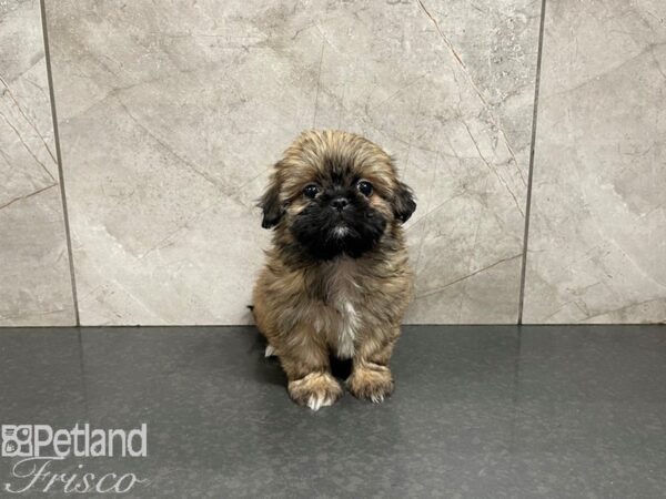 Shih Tzu-DOG-Female-Grizzle-27576-Petland Frisco & Mckinney, Texas