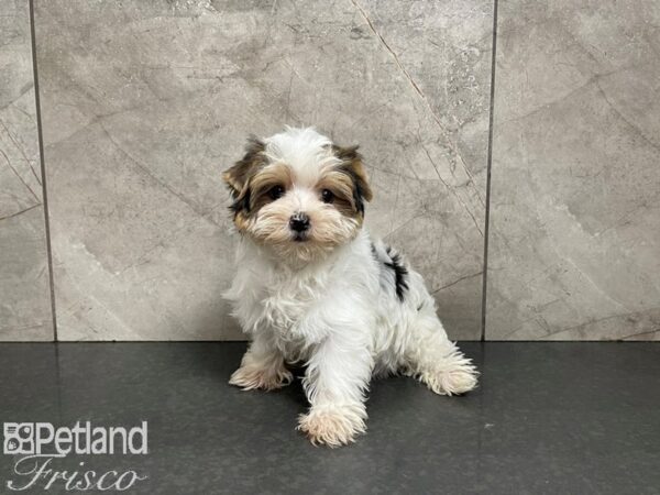 Yorkshire Terrier-DOG-Male-Black White and Tan-27577-Petland Frisco & Mckinney, Texas