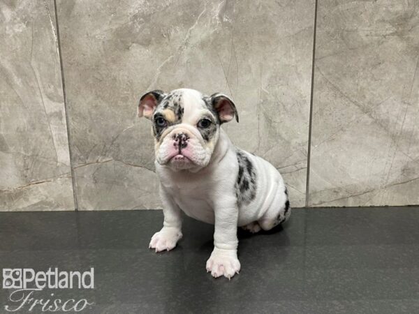 English Bulldog-DOG-Male-Merle & White-27578-Petland Frisco & Mckinney, Texas