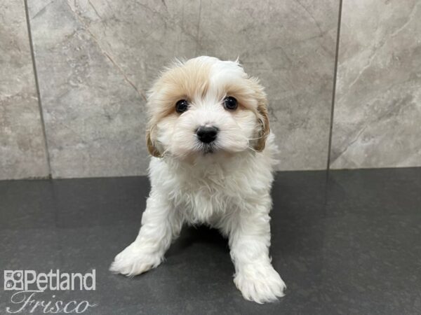 Cava Chon-DOG-Male-TAN WH-27588-Petland Frisco & Mckinney, Texas