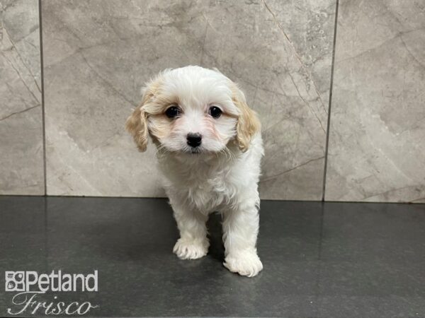 Cava Chon-DOG-Male-TAN WH-27589-Petland Frisco, Texas