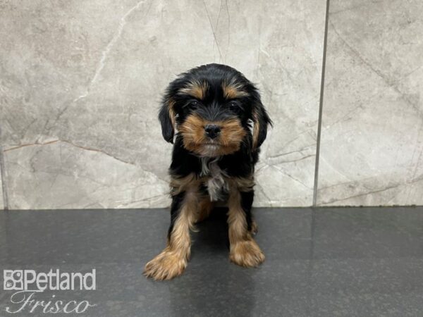Yorkie Chon-DOG-Male-BLK TAN-27593-Petland Frisco & Mckinney, Texas