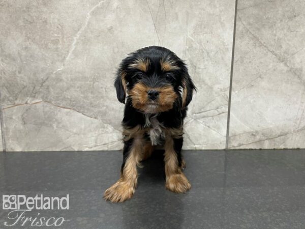 Yorkie Chon DOG Male BLK TAN 27593 Petland Frisco, Texas