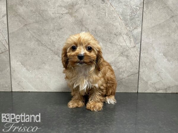 Cavapoo DOG Female RED 27597 Petland Frisco, Texas