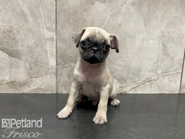 Pug-DOG-Male-FAWN-27601-Petland Frisco, Texas