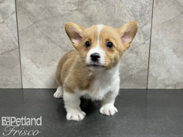 Pembroke Welsh Corgi-DOG-Male-RED WH-27602-Petland Frisco, Texas