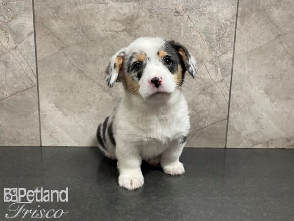 Pembroke Welsh Corgi-DOG-Female-BLUE MERLE-27604-Petland Frisco, Texas