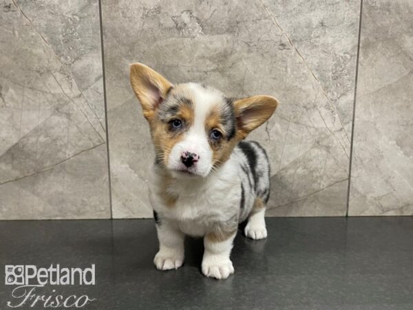 Pembroke Welsh Corgi-DOG-Female-BLUE MERLE-27605-Petland Frisco, Texas