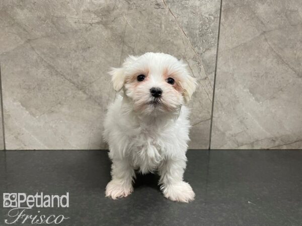 Maltese-DOG-Male-WHITE-27594-Petland Frisco, Texas