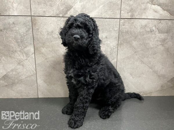 F2 ST Goldendoodle-DOG-Male-Black-27579-Petland Frisco & Mckinney, Texas