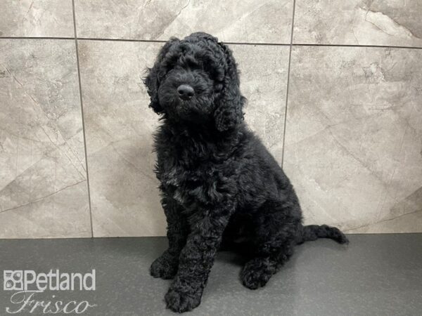 F2 ST Goldendoodle-DOG-Male-Black-27579-Petland Frisco, Texas