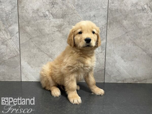 Golden Retriever-DOG-Male-Gold-27580-Petland Frisco & Mckinney, Texas