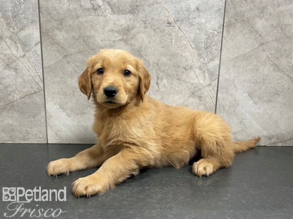 Golden Retriever-DOG-Female-Gold-27581-Petland Frisco & Mckinney, Texas