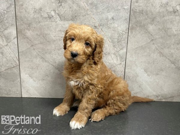 Goldendoodle DOG Female Dark Red 27582 Petland Frisco, Texas