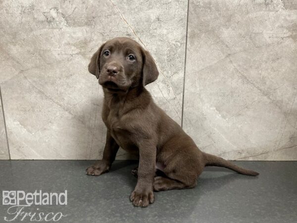 Labrador Retriever-DOG-Female-Chocolate-27584-Petland Frisco & Mckinney, Texas