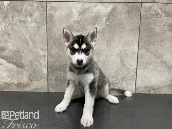 Pomsky-DOG-Female-BLK WH-27585-Petland Frisco & Mckinney, Texas