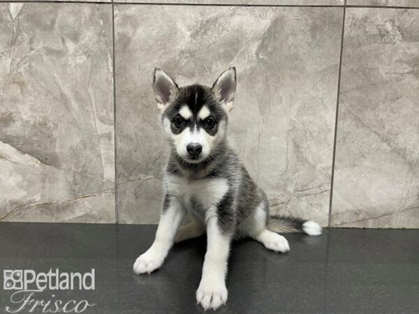 Pomsky-DOG-Female-BLK WH-27585-Petland Frisco, Texas