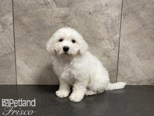 Bichon Frise DOG Male WH 27587 Petland Frisco, Texas