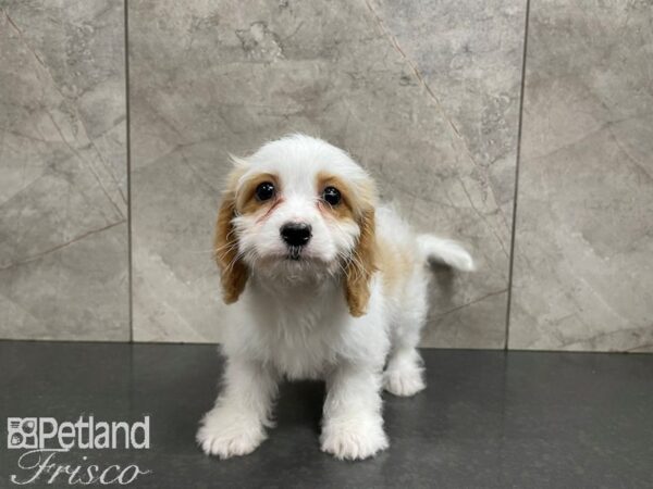 Cava Chon-DOG-Male-TAN WH-27590-Petland Frisco & Mckinney, Texas