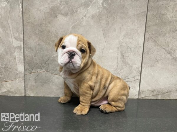 English Bulldog-DOG-Female-FAWN WHITE-27591-Petland Frisco, Texas