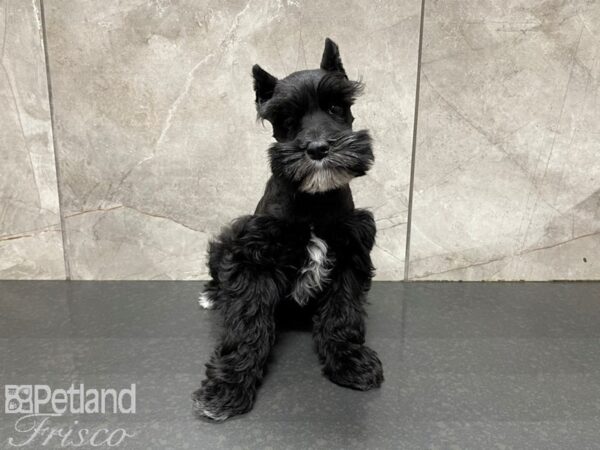 Miniature Schnauzer-DOG-Male-Merle-27595-Petland Frisco, Texas