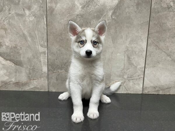 Huskimo DOG Female BLK WH tan 27596 Petland Frisco, Texas