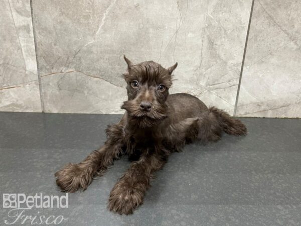 Miniature Schnauzer-DOG-Female-CHOC TAN-27603-Petland Frisco & Mckinney, Texas