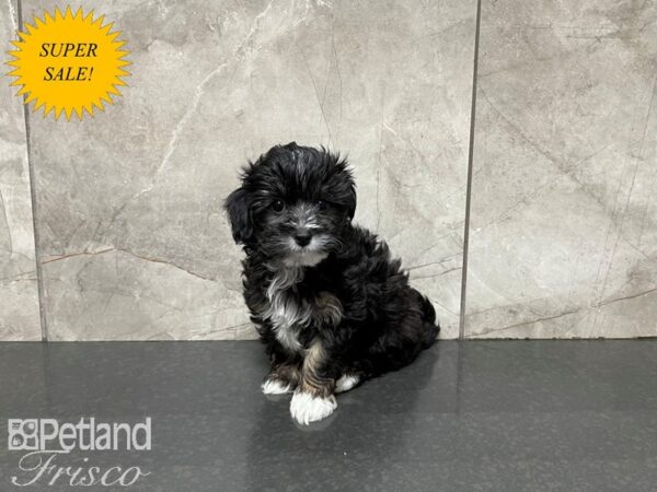 F1B Mini Bernadoodle DOG Male Blk/Tan/Wht 27473 Petland Frisco, Texas