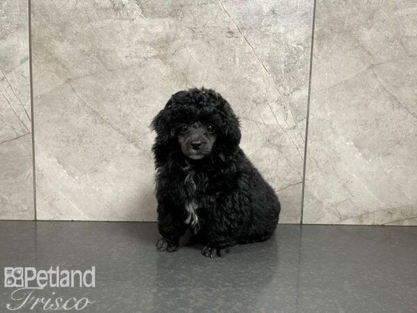 Miniature Poodle-DOG-Male-Black-27606-Petland Frisco & Mckinney, Texas